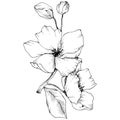 Vector. Appe blossom flowers. Wild spring leaf. Isolated apple b