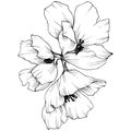 Vector. Appe blossom flowers. Wild spring leaf. Isolated apple b