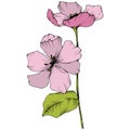 Vector. Appe blossom flowers. Pink and green engraved ink art. I