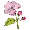 Vector. Appe blossom flowers. Pink and green engraved ink art. I