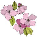 Vector. Appe blossom flowers. Pink and green engraved ink art. I