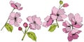 Vector. Appe blossom flowers. Pink and green engraved ink art. I