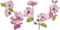 Vector. Appe blossom flowers. Pink and green engraved ink art. I