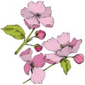 Vector. Appe blossom flowers. Pink and green engraved ink art. I