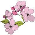 Vector. Appe blossom flowers. Pink and green engraved ink art. I