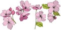 Vector. Appe blossom flowers. Pink and green engraved ink art. I