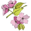 Vector. Appe blossom flowers. Pink and green engraved ink art. I