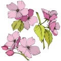 Vector. Appe blossom flowers. Pink and green engraved ink art. I