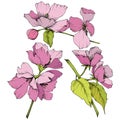 Vector. Appe blossom flowers. Pink and green engraved ink art. I