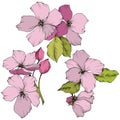 Vector. Appe blossom flowers. Pink and green engraved ink art. I