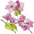 Vector. Appe blossom flowers. Pink and green engraved ink art. I