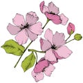 Vector. Appe blossom flowers. Pink and green engraved ink art. I