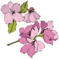 Vector. Appe blossom flowers. Pink and green engraved ink art. I