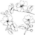 Vector. Appe blossom flowers. Wild spring leaf. Isolated apple b