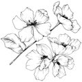 Vector. Appe blossom flowers. Wild spring leaf. Isolated apple b