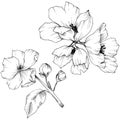 Vector. Appe blossom flowers. Wild spring leaf. Isolated apple b