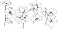 Vector. Appe blossom flowers. Wild spring leaf. Isolated apple b