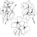 Vector. Appe blossom flowers. Wild spring leaf. Isolated apple b