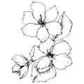 Vector Apple blossom floral botanical flower. Black and white engraved ink art. Isolated flowers illustration element.