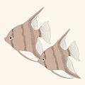 Vector aquarium fish angelfish Royalty Free Stock Photo