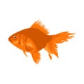 Vector aquarium fish silhouette illustration. Colorful cartoon flat aquarium fish icon for your design. Royalty Free Stock Photo