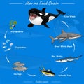 Marine food chain. Vector illustration of food chain in ocean Royalty Free Stock Photo