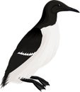 Vector arctic bird common murre or guillemot