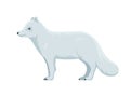 Vector arctic fox Royalty Free Stock Photo