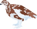 Vector arctic partridge willow ptarmigan Royalty Free Stock Photo