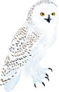 Vector arctic snowy owl illustration Royalty Free Stock Photo