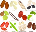 Vector of aromatic culinary Herb. Different fruit, root, seed, leaves - Date palm, Pine nut. Liquorice, sesame, Triphala, Vanilla Royalty Free Stock Photo