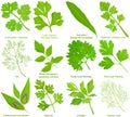 Vector of aromatic culinary Herb, leaves. Coriander Cilantro Celery Culantro Celeriac Dill Parsley Chervil Lovage Fennel Leaf