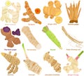 Vector of aromatic culinary Herb rhizome, root. Different Turmeric, Ginger, Galangal, Ginseng, Wasabi, Horseradish. Healthy