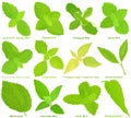 Vector of aromatic culinary Herb seed, vegetable - Different mint, Lemon Balm, Sage, Lemon Verbena, Witch hazel, Stinging Nettle
