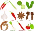 Vector of aromatic Herb, vegetable - Chili, Lemongrass, Kaffir lime, Garlic, Paprika, Star anise, Clove, Tamarind, Coriander roots