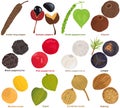 Vector of aromatic Herb, vegetable - Chili, Lemongrass, Kaffir lime, Garlic, Paprika, Star anise, Clove, Tamarind, Coriander roots