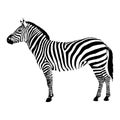 Vector Illustration of Zebra