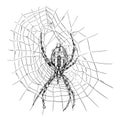 Vector Hand Drawing of Wasp Spider on Net Royalty Free Stock Photo