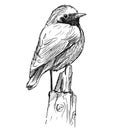 Vector Hand Drawing of Small Bird Common Redstart Sitting on Top of Pole