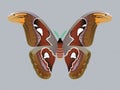 ATLAS MOTH BUTTERFLY Royalty Free Stock Photo