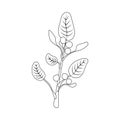 Vector Ashwagandha, Outline illustration, ayurvedic herb, outline black and white.