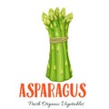 Vector asparagus vegetable Royalty Free Stock Photo