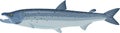 Vector Atlantic salmon Salmo salar