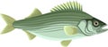 Vector Atlantic striped bass isolated