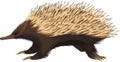 Vector Australia Short-beaked Echidna illustration