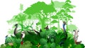 Vector Australia tropical jungle rainforest illustration with animals. Royalty Free Stock Photo