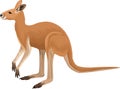 Vector australian red kangaroo illustration