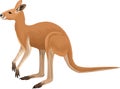 Vector australian red kangaroo illustration Royalty Free Stock Photo