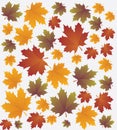 Vector autumn banner set. Illustration. Royalty Free Stock Photo