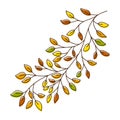 Vector of a autumn birch tree branch. Hand drawn leaves and branch isolated on white. Doodle birch autumn leaves for